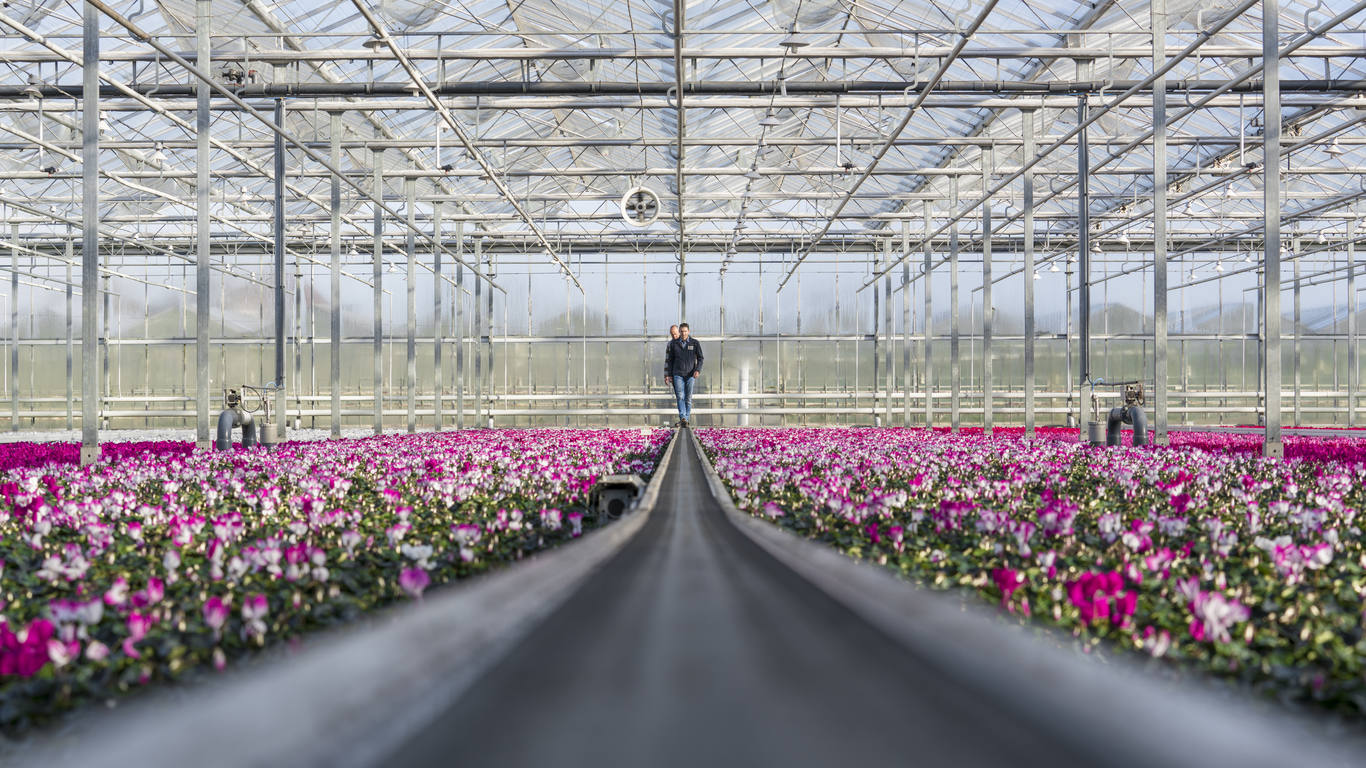 Flowers_greenhouses