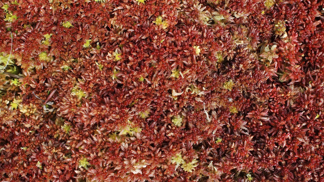 Sphagnum Moss - Red