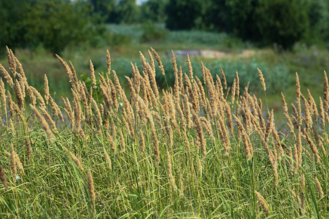 Close-up,Of,Golden,Reed,Canary,Grass,With,Selective,Focus,On