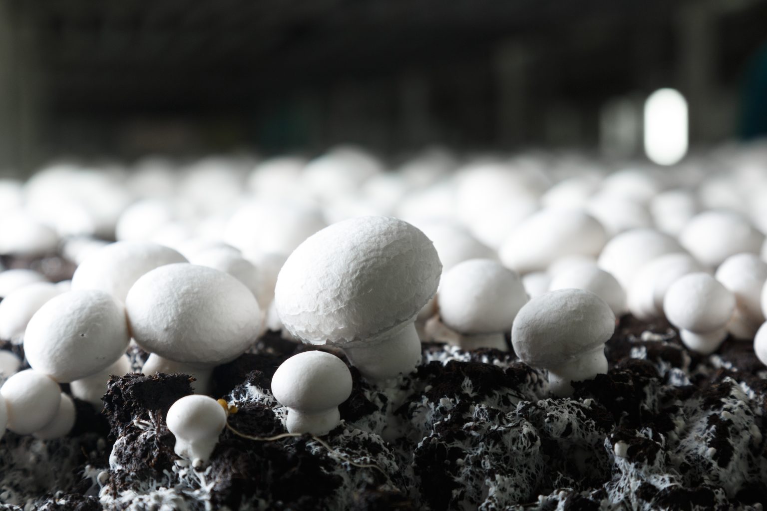 creating-sustainable-casing-soil-kekkil-bvb