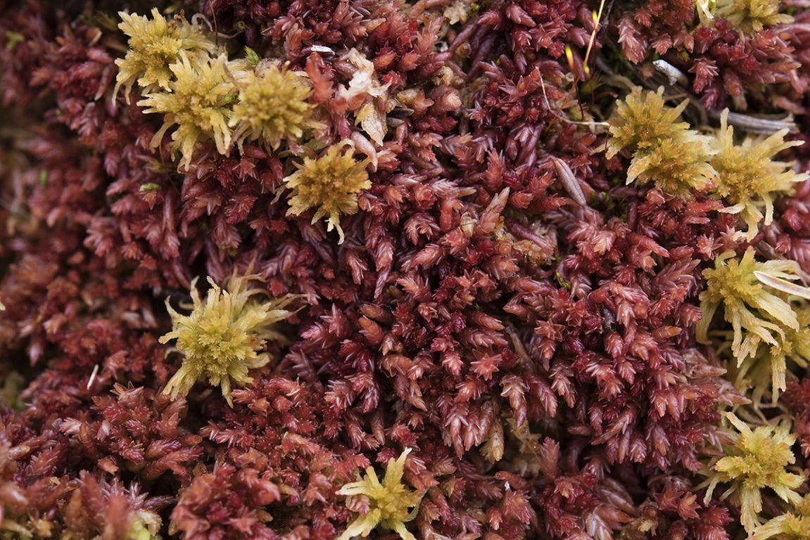 Close-up of red and green moss, an alternative for peat in the journey towards circular soil