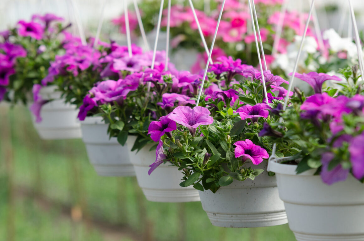 surfinias in hanging baskets