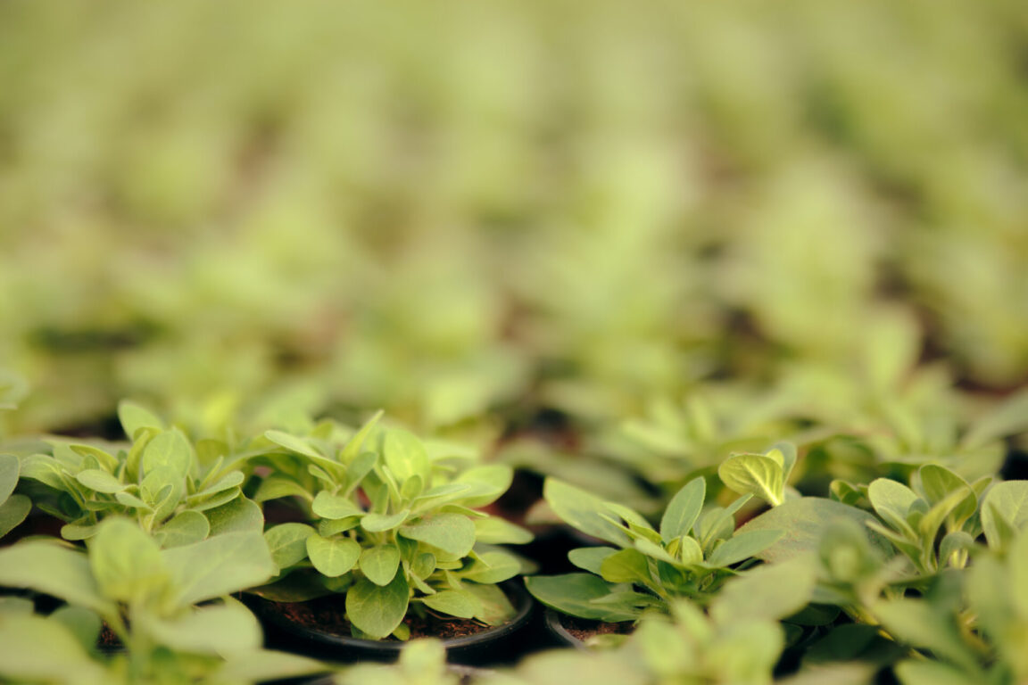 Green Petunias Before Blossoming Growing in a Greenhouse
